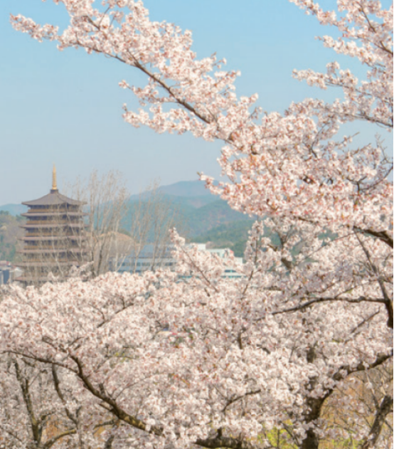 爆火！首尔登顶全球最受欢迎赏樱地，Klook定制游刷屏海外(图1)