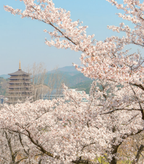 韩国留学丨东国大学WISE校区延毕及相关补充说明(图1)