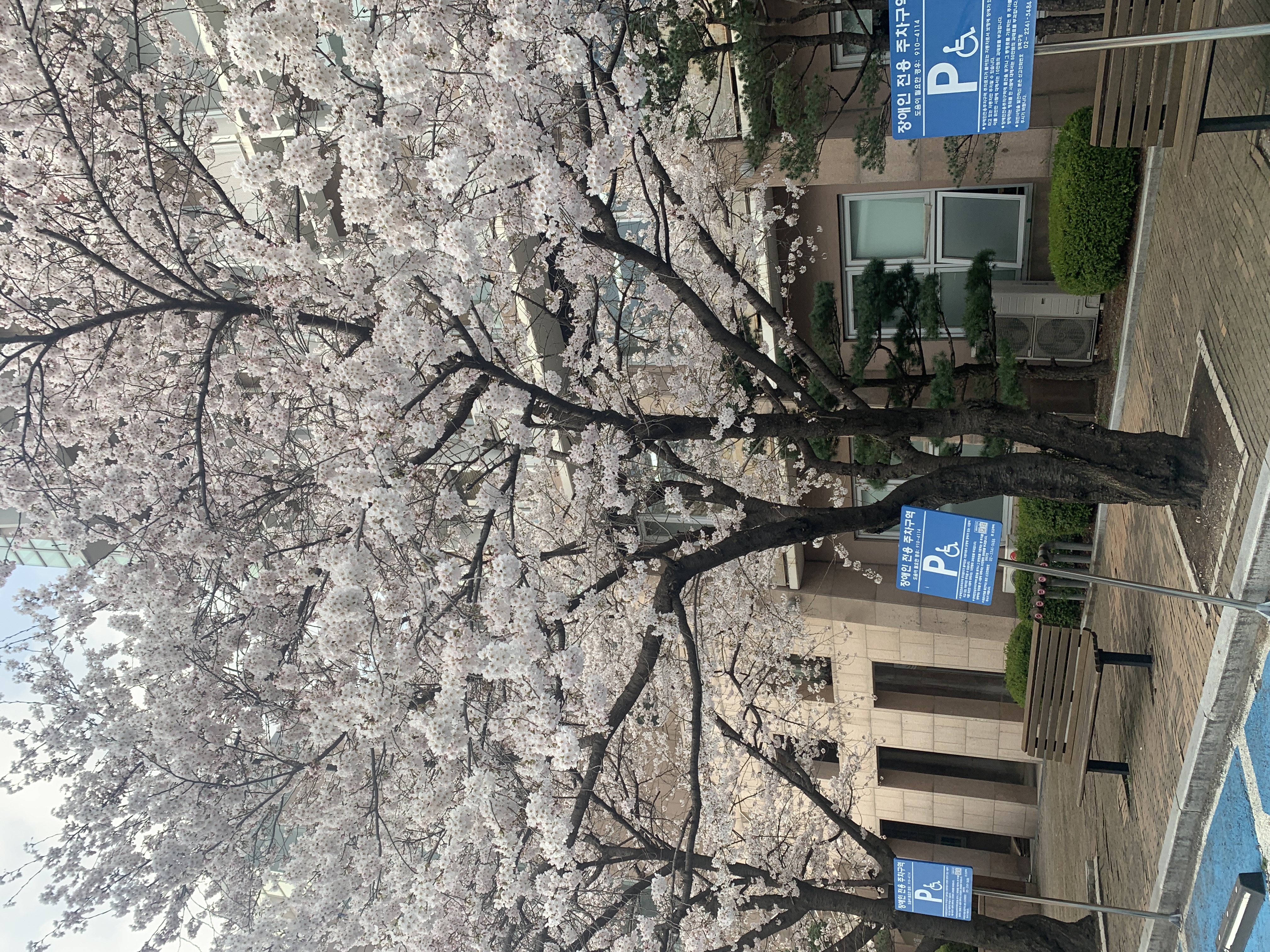 樱花季到了，快来欣赏一下国民大学樱花美景吧！(图2)