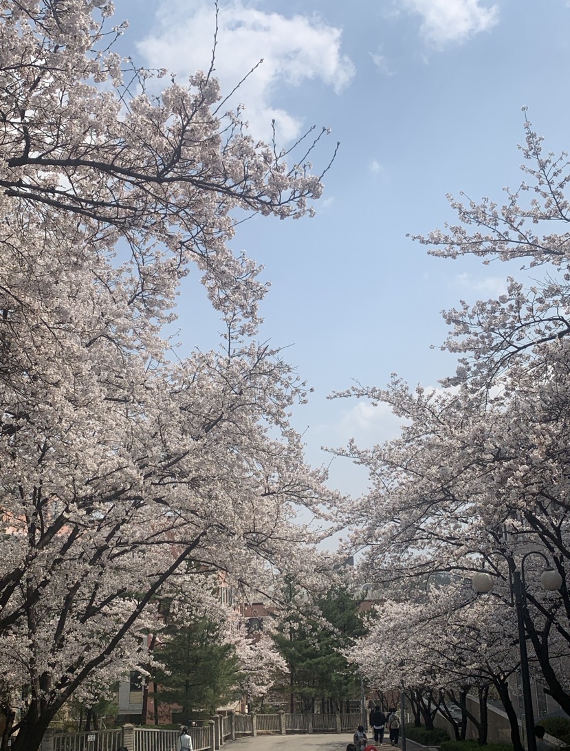樱花季到了，快来欣赏一下国民大学樱花美景吧！(图3)