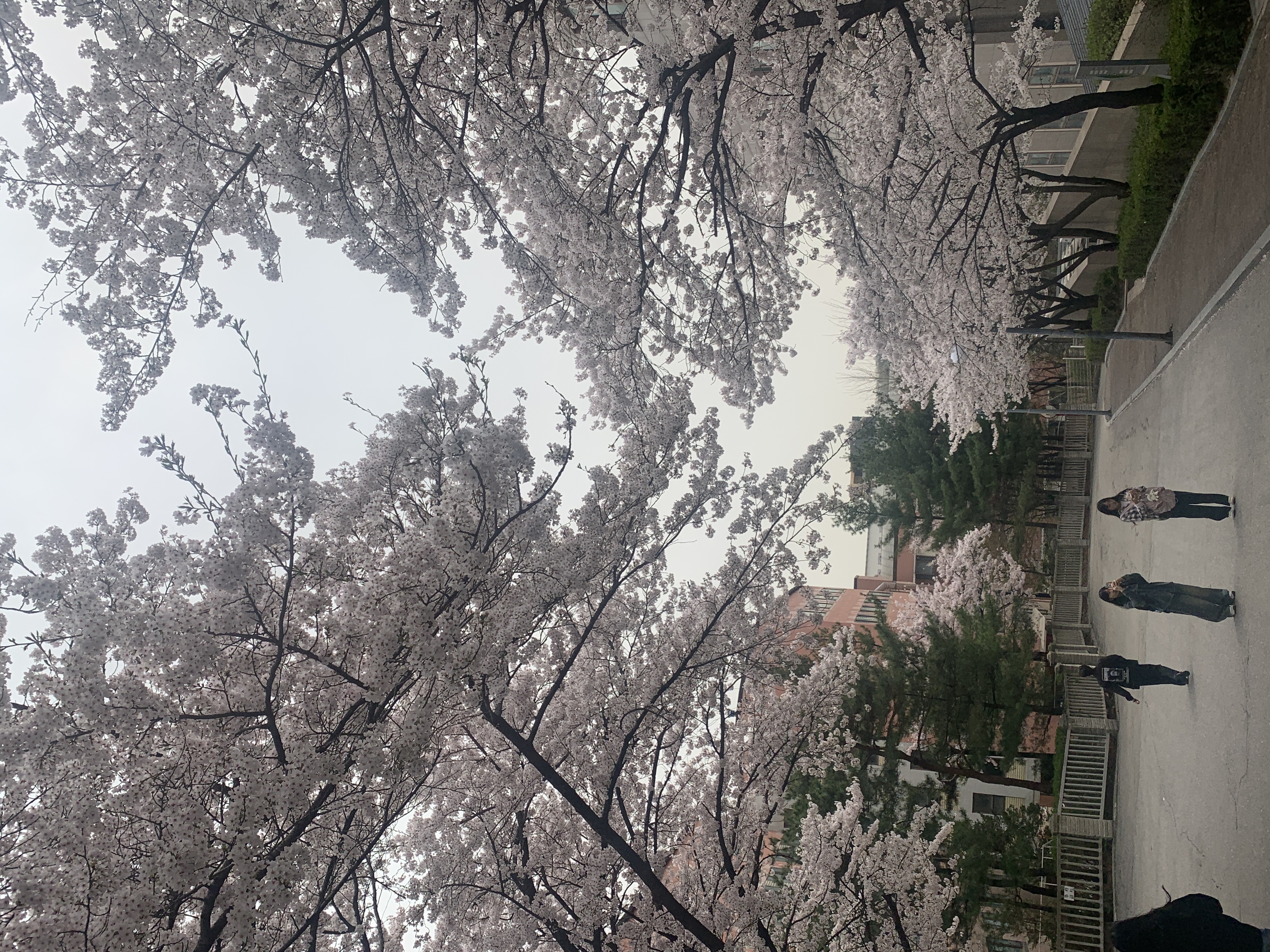 樱花季到了，快来欣赏一下国民大学樱花美景吧！(图4)